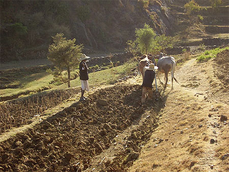Les champs de wadi Othma