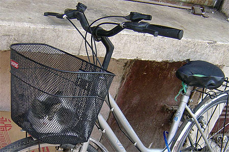 Chat ch� malin!