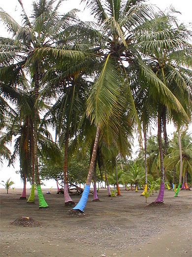 Palmier