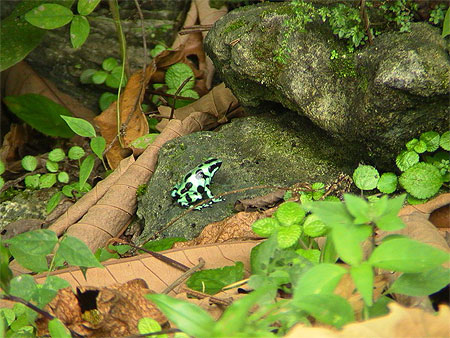 Grenouille 