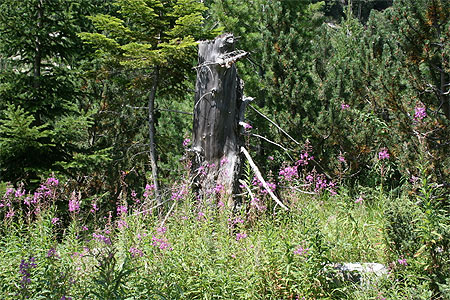 Beaut� du parc national de Rila