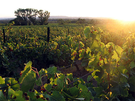 Un soir d'�t� dans les vignes