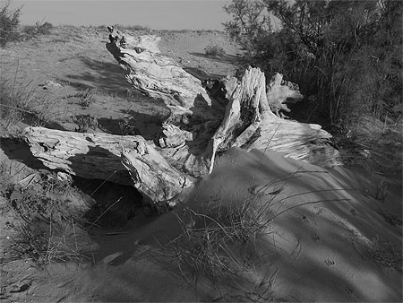 Souche dune