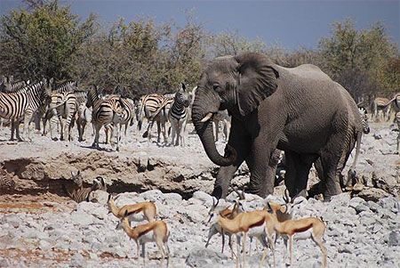 Etosha Park