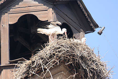Les cigognes