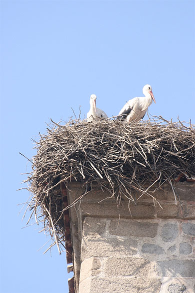 Des cigognes � Bansko