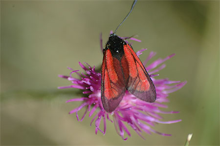 Insecte
