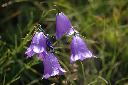 Fleur des champs