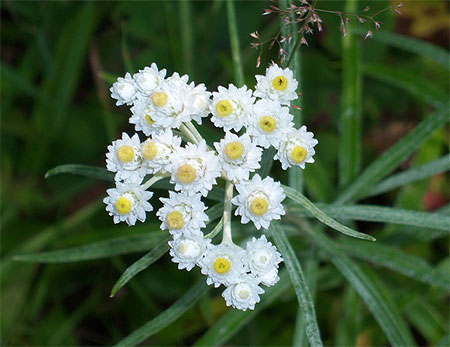 Fleurs sauvages