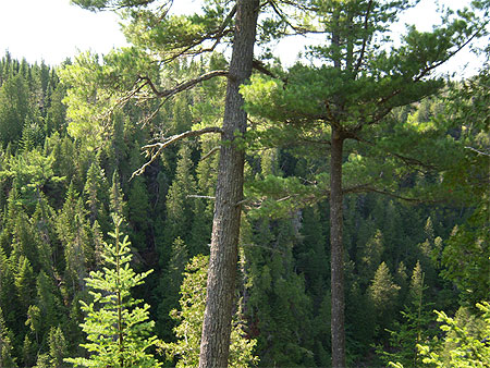 Arbres - Rivi�re Rimouski