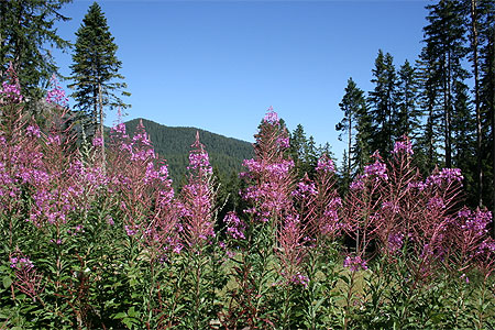 Le Parc national du Pirin