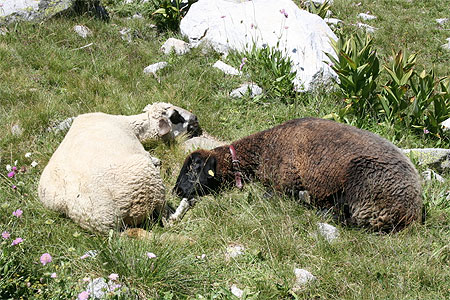 Dodo de moutons