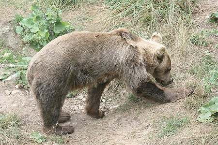 Ours de Belitsa