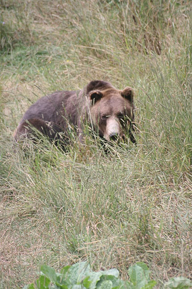 Gros ours brun