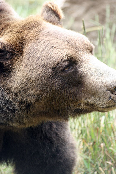 Portrait d'ours