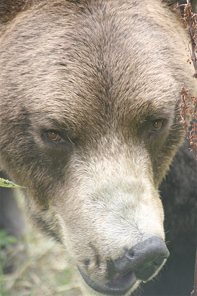 T�te d'ours
