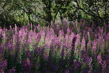 Fleur des champs