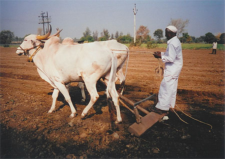 Sport agricole extr�me: le ski-vaches