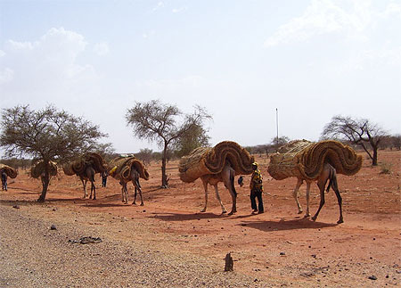 Caravane de Touaregs