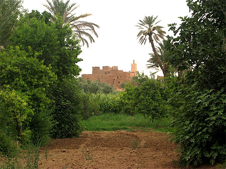 Maroc, palmeraie aux environs de Tinerhir.