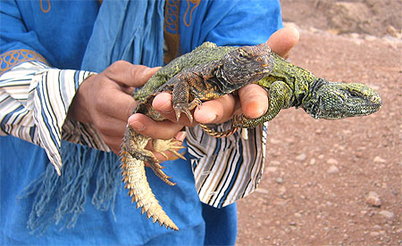 Maroc, A�t Benhaddou, village de terre aux environs de Ouarzazate