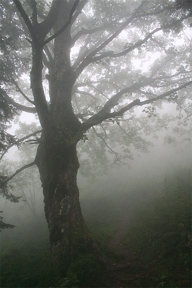 La for�t dans la brume