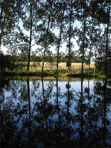 Reflets des Psaudi�res