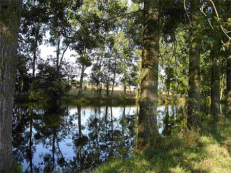 Etang des Psaudi�res