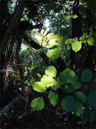 Ombres et lumi�re