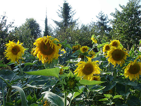 Tournesols