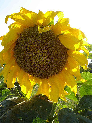 Tournesol