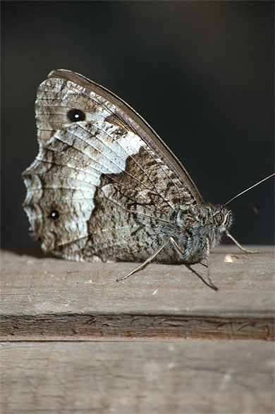 Papillon