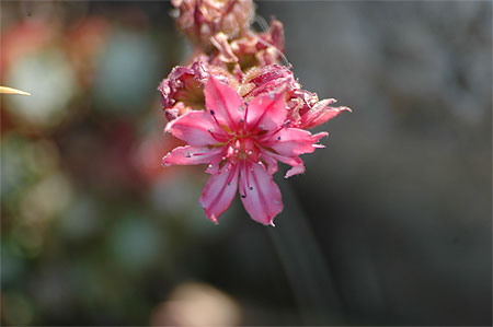 Fleur des Champs