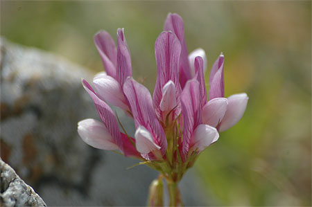 Fleur des champs