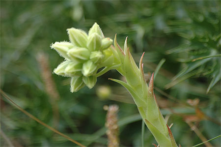 Fleur des champs