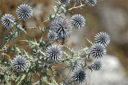 Fleur des champs