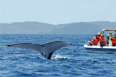 Observation des baleines � Sainte Marie
