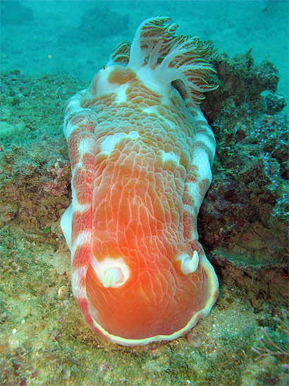Danseuse espagnole (Hexabranchus sanguineus)