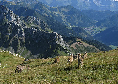 Course de bouquetins en bas le talus