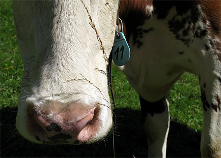 Vache n�11