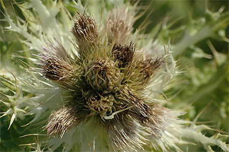 Fleur des champs