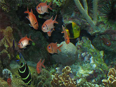 Mus�e oc�anographique de Monaco