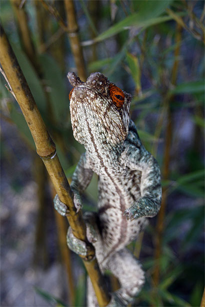 Cam�l�on Calluma Parsonii
