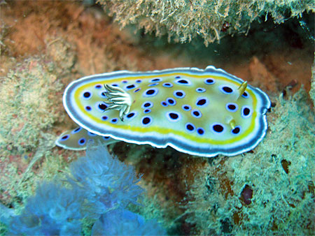 Nudibranche Chromodoris Kunei