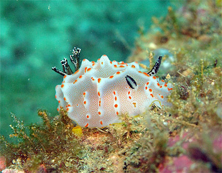 Nudibranche