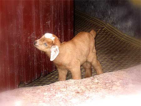 Agneau