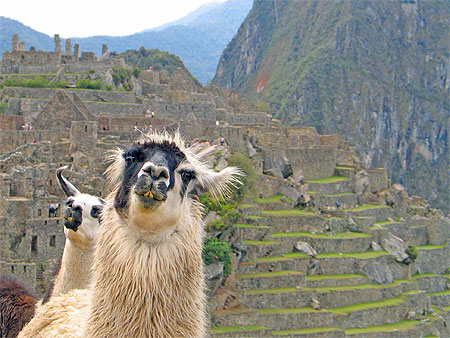 Figures de lamas