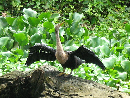 Tortuguero
