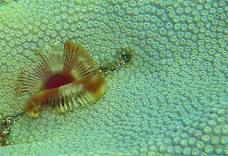 An�mone sur corail
