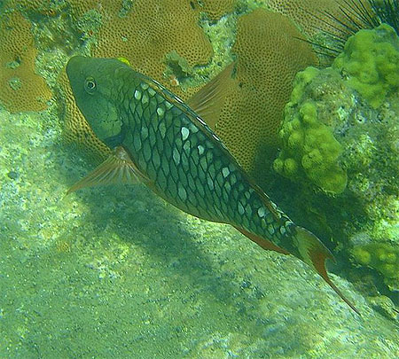 Poisson